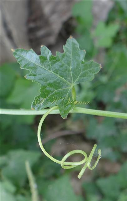  Tendril